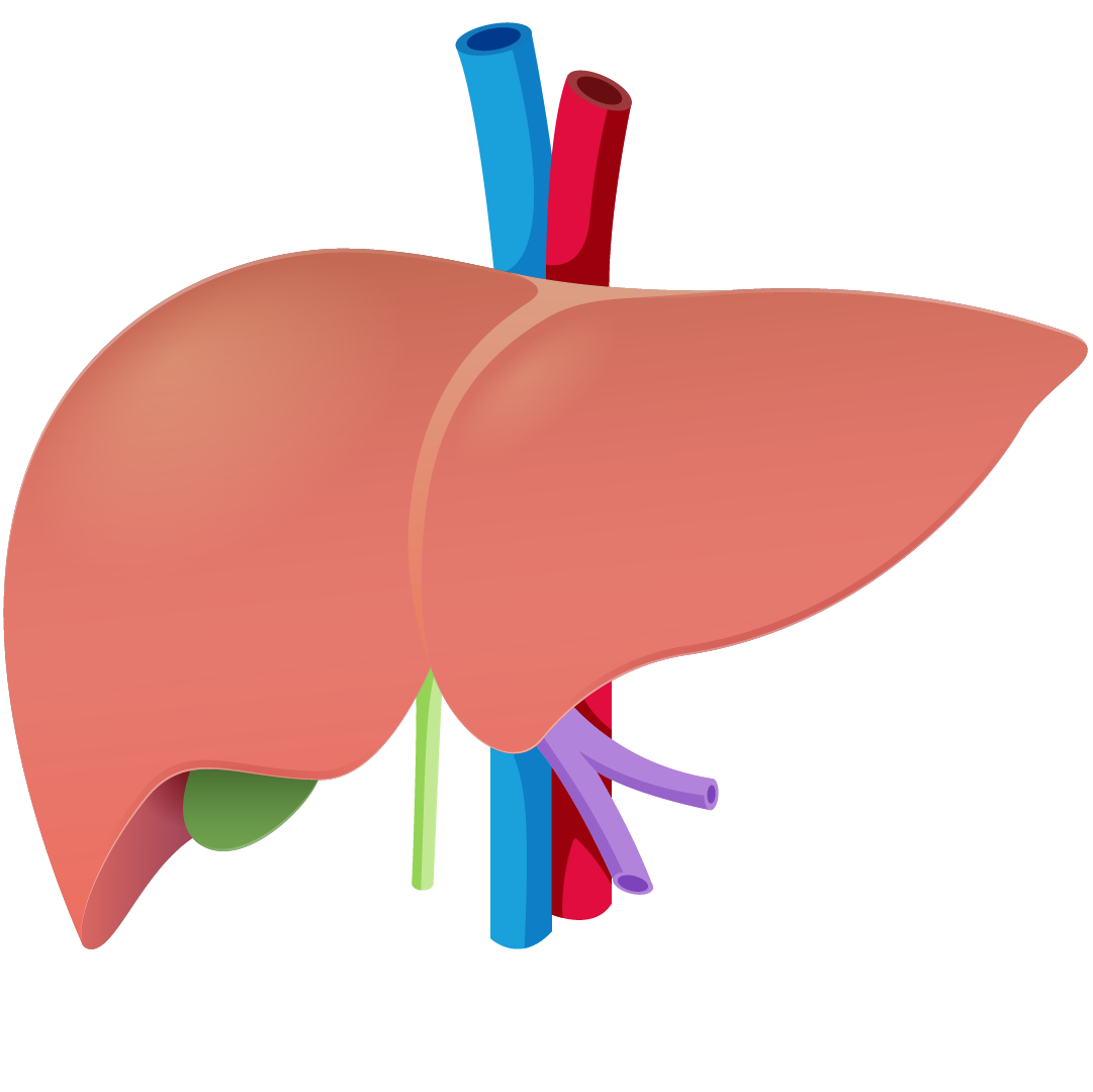 Human Liver Anatomy